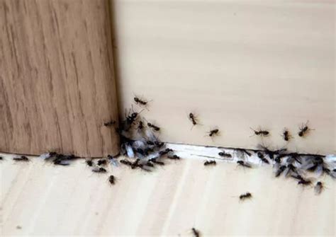 evimde karınca var ne yapmalıyım